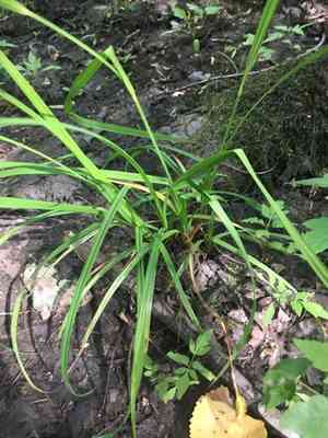 Cattail sedge(Carex typhina)