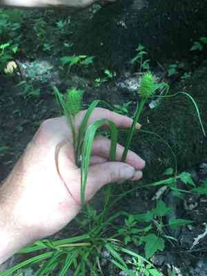 Cattail sedge(Carex typhina)