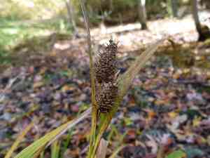 Cattail sedge(Carex typhina)