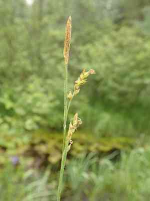 Sheathed sedge(Carex vaginata)