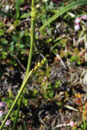 Sheathed sedge(Carex vaginata)