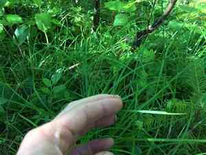 Sheathed sedge(Carex vaginata)