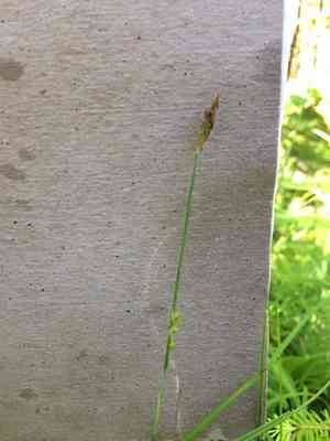 Sheathed sedge(Carex vaginata)