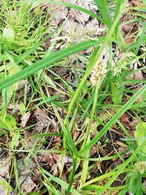 True fox sedge(Carex vulpina)