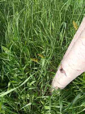 True fox sedge(Carex vulpina)