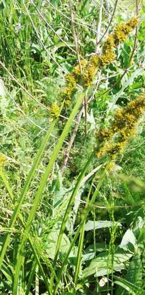 True fox sedge(Carex vulpina)