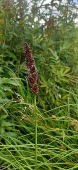 True fox sedge(Carex vulpina)
