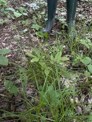 Pretty sedge(Carex woodii)