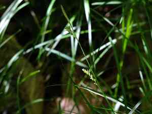 Pretty sedge(Carex woodii)