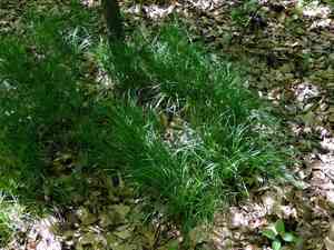 Pretty sedge(Carex woodii)