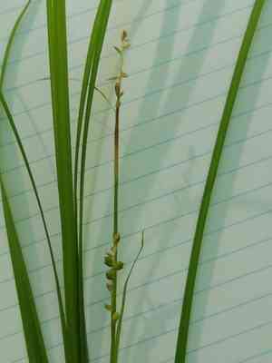 Pretty sedge(Carex woodii)