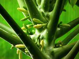 Papaya (Carica)(Carica)