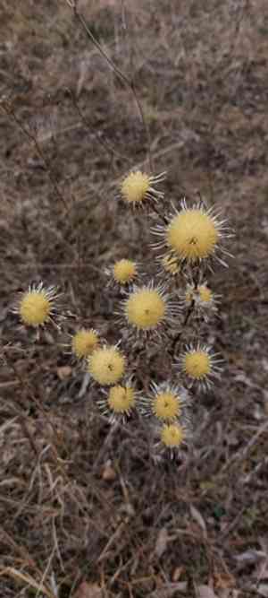 Carlina (Carlina)(Carlina)