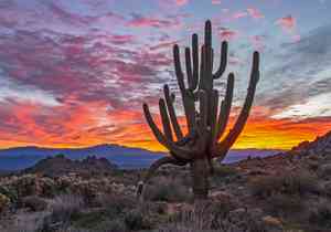Saguaro(Carnegiea gigantea)
