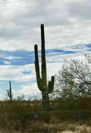 Saguaro(Carnegiea gigantea)
