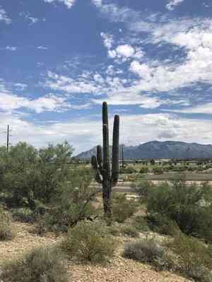 Saguaro(Carnegiea gigantea)
