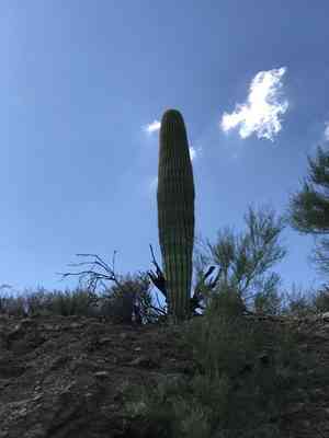 Saguaro(Carnegiea gigantea)