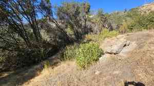 Tree anemone(Carpenteria californica)