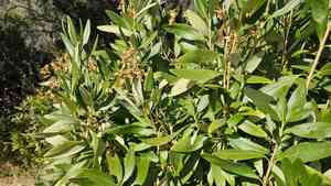 Tree anemone(Carpenteria californica)