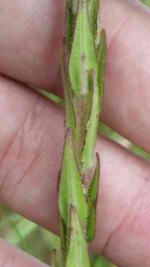 Hairy chaffhead(Carphephorus paniculatus)