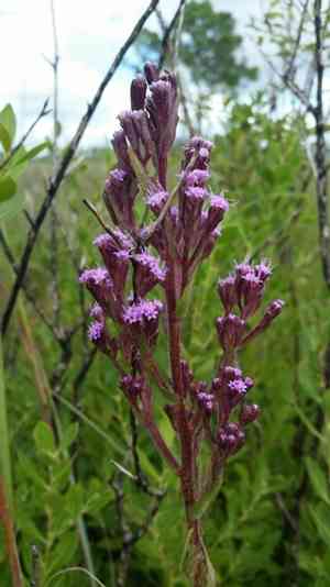 Hairy chaffhead(Carphephorus paniculatus)