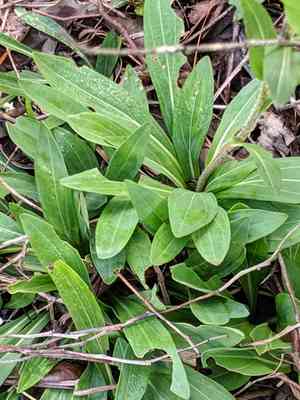 Hairy chaffhead(Carphephorus paniculatus)