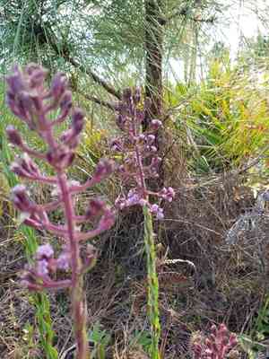 Hairy chaffhead(Carphephorus paniculatus)