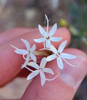 Bigelow's bristlehead(Carphochaete bigelovii)
