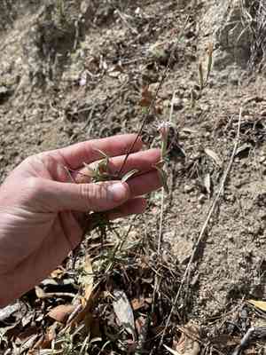 Bigelow's bristlehead(Carphochaete bigelovii)