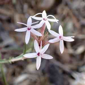 Bigelow's bristlehead(Carphochaete bigelovii)