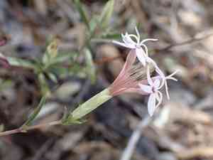 Bigelow's bristlehead(Carphochaete bigelovii)