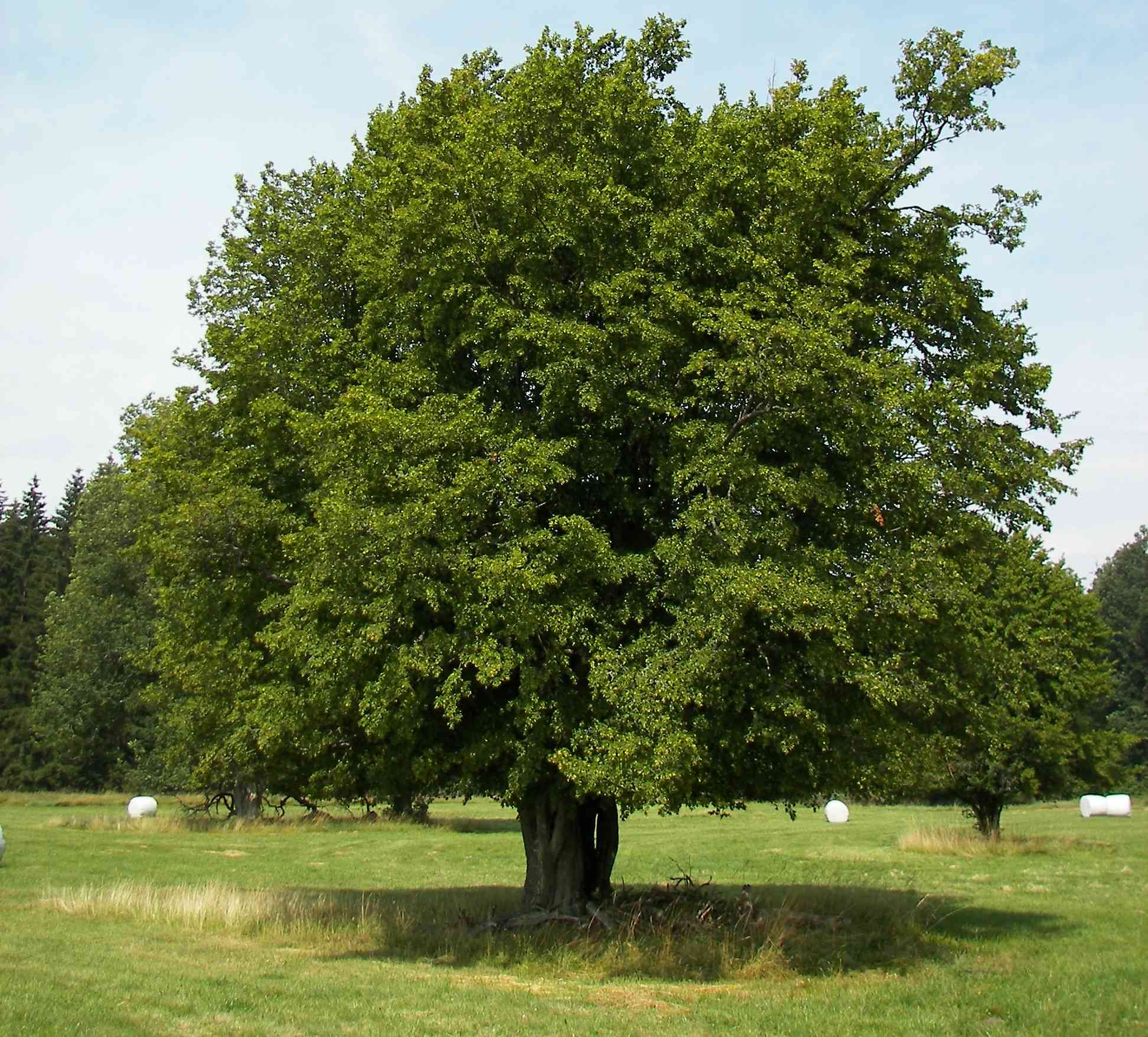 Common hornbeam(Carpinus betulus)