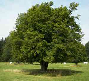 Common hornbeam(Carpinus betulus)