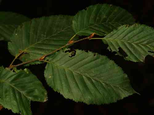 Common hornbeam(Carpinus betulus)