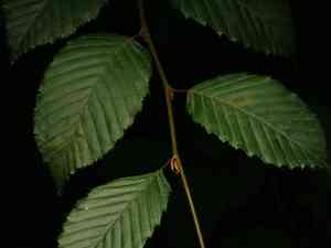 Common hornbeam(Carpinus betulus)