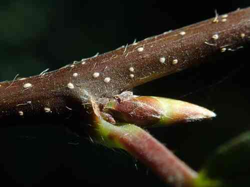 Common hornbeam(Carpinus betulus)