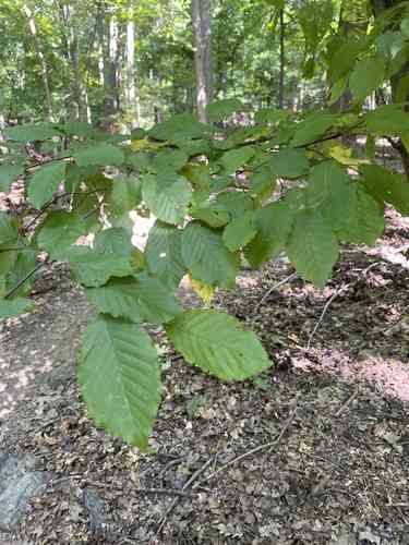 American hornbeam(Carpinus caroliniana)