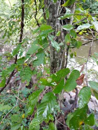 American hornbeam(Carpinus caroliniana)