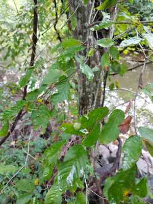 American hornbeam(Carpinus caroliniana)