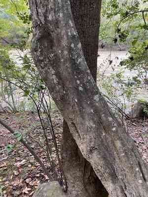 American hornbeam(Carpinus caroliniana)