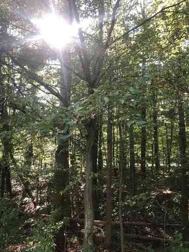 American hornbeam(Carpinus caroliniana)