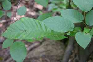 American hornbeam(Carpinus caroliniana)