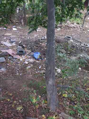 Heartleaf hornbeam(Carpinus cordata)