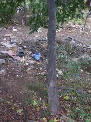 Heartleaf hornbeam(Carpinus cordata)