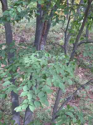 Heartleaf hornbeam(Carpinus cordata)