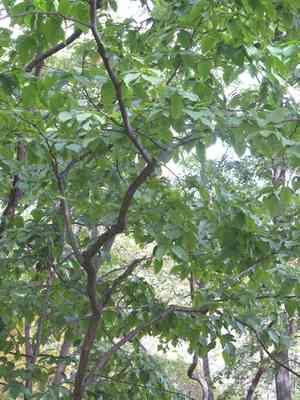 Heartleaf hornbeam(Carpinus cordata)