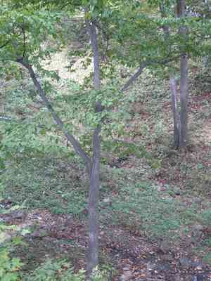 Heartleaf hornbeam(Carpinus cordata)