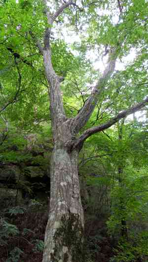 Loose-flower hornbeam(Carpinus laxiflora)