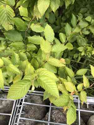 Loose-flower hornbeam(Carpinus laxiflora)