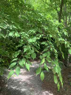 Loose-flower hornbeam(Carpinus laxiflora)